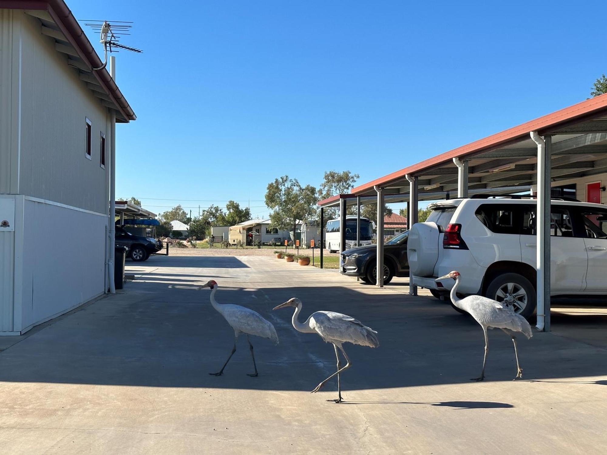 Winton Outback Motel Exterior photo
